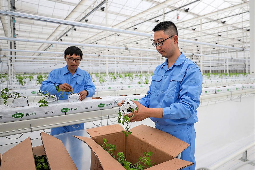 De plantjes gaan de kas van FoodVentures in. Op 21 mei is de eerste oogst van tomaten en komkommers voorzien. - Foto: FoodVentures