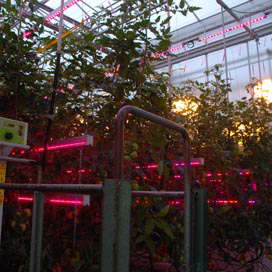 Prima te telen met alleen leds