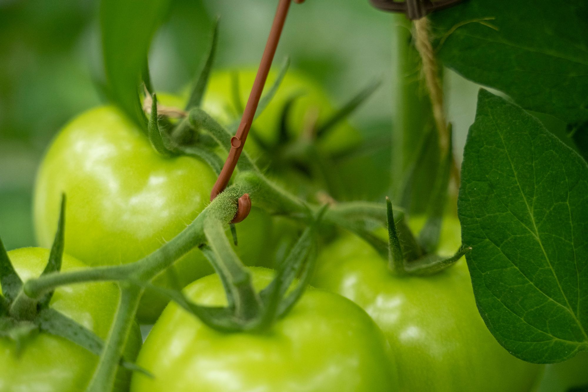 Exporteisen plantmateriaal verschuiven naar resistentie verwacht Naktuinbouw. Foto: Bram Becks Fotografie