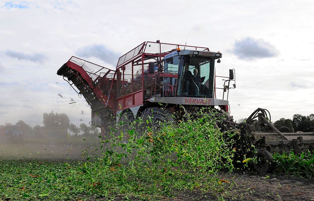 Bienblad wordt nu verhakseld. Cosun wil het gaan oogsten om er eiwit uit te halen. Foto: Wick Natzijl