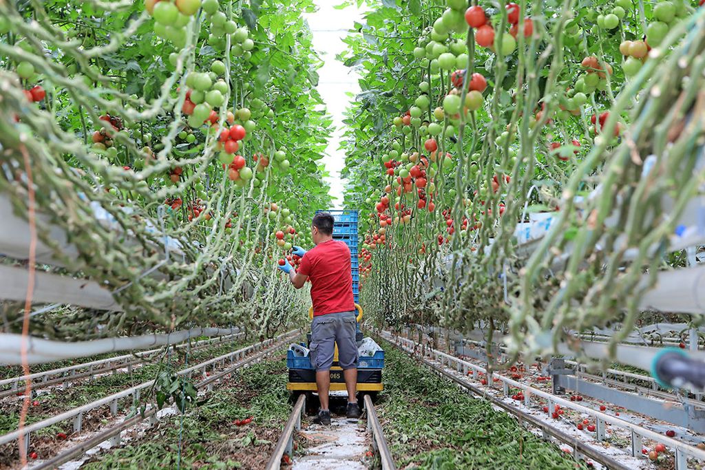 Keep Food Simple is erin geslaagd om door fermentatie van uitgesorteerde tomaten een halffabricaat te maken. Daar kunnen nieuwe tomatenproducten van worden gemaakt. Foto: Foto: Atelier 69