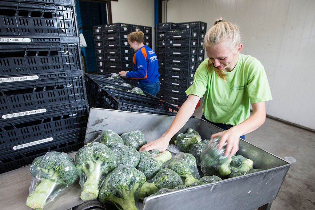 Broccoli verkoopklaar maken. - Foto: Anne van der Woude