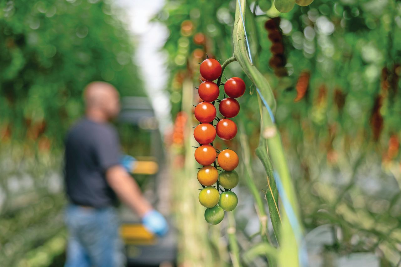 Met onderbrengen verkoopkantoor The Flavour Farm in Harvest House is er een stuk bundeling opgetreden op de tomatenmarkt. Foto: Mark Pasveer