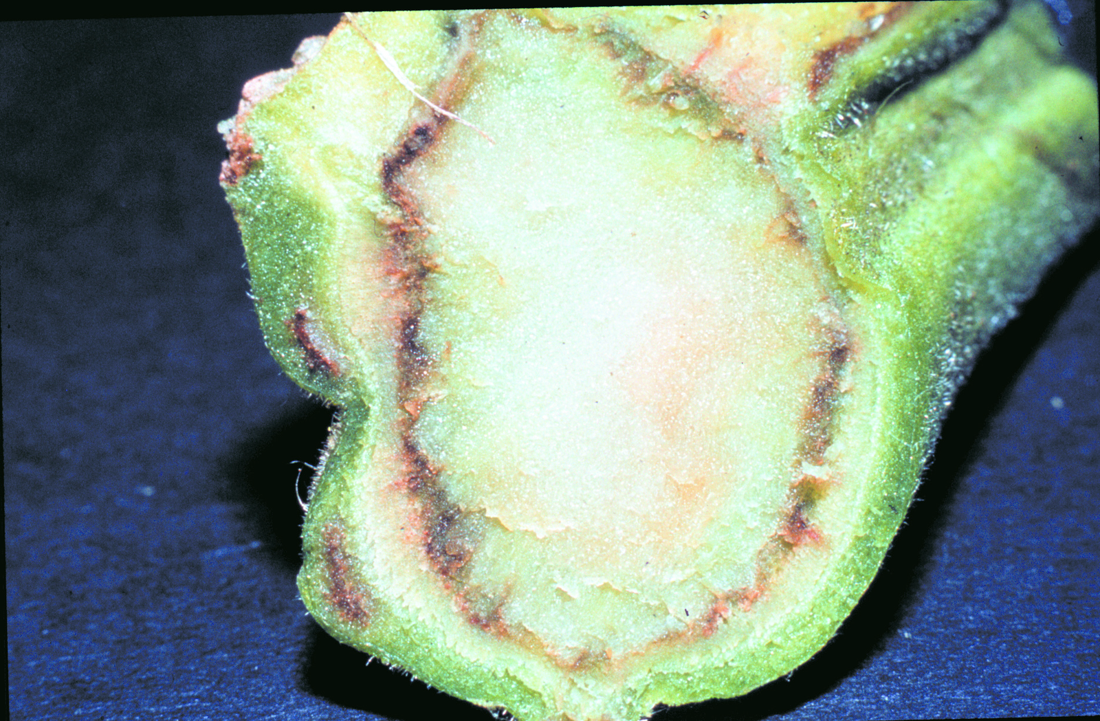 Slimme Verticillium past zich aan