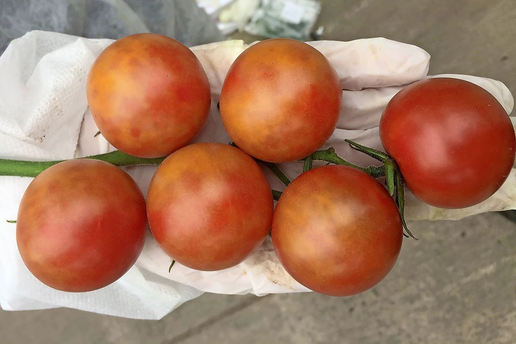 Archieffoto van tomaten besmet met virusziekte ToBRFV. - Foto: DCM