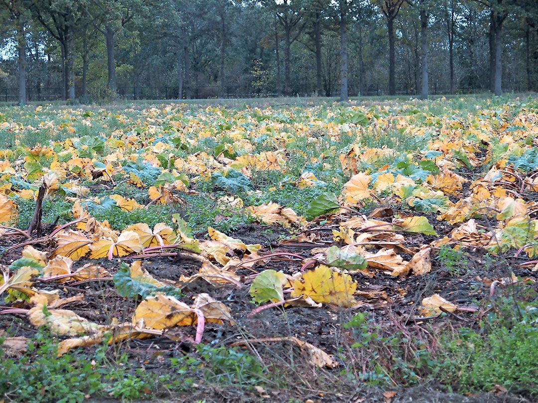 Wim van den Eertwegh wilde de planten zoveel mogelijk natuurlijke koude-eenheden meegeven, om de koelkosten te beperken - Foto: Stan Verstegen