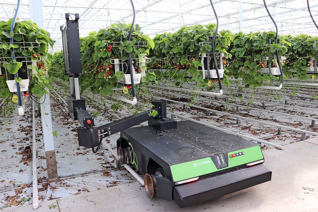 De UV-C robot van Octiva bestrijdt volledig autonoom valse meeldauw in aardbeien onder glas. - Foto: Joost Stallen