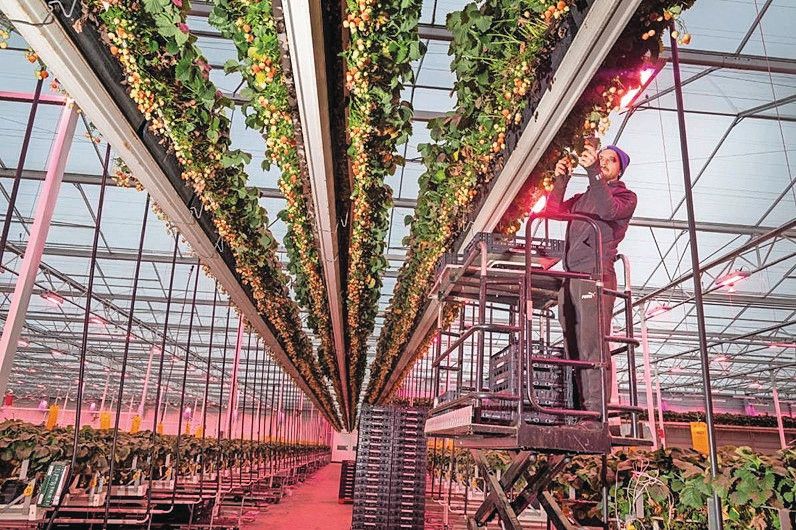 Deze foto staat los van Coöperatie Hoogstraten. Archieffoto: Koos Groenewold