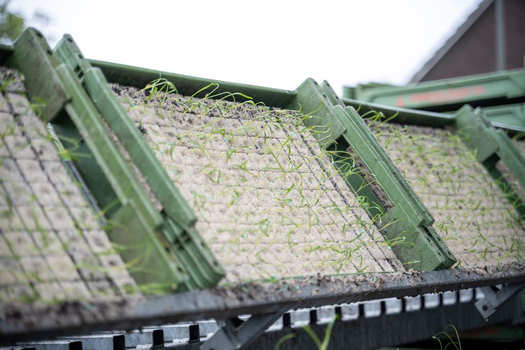 Joop Litjens plant begin augustus de laatste venkel van dit seizoen - Foto: Bram Becks Fotografie