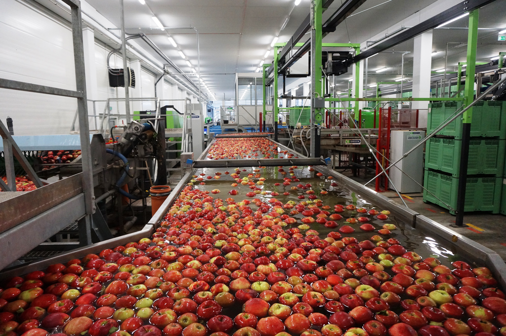 Poolse appels. Foto: RBI