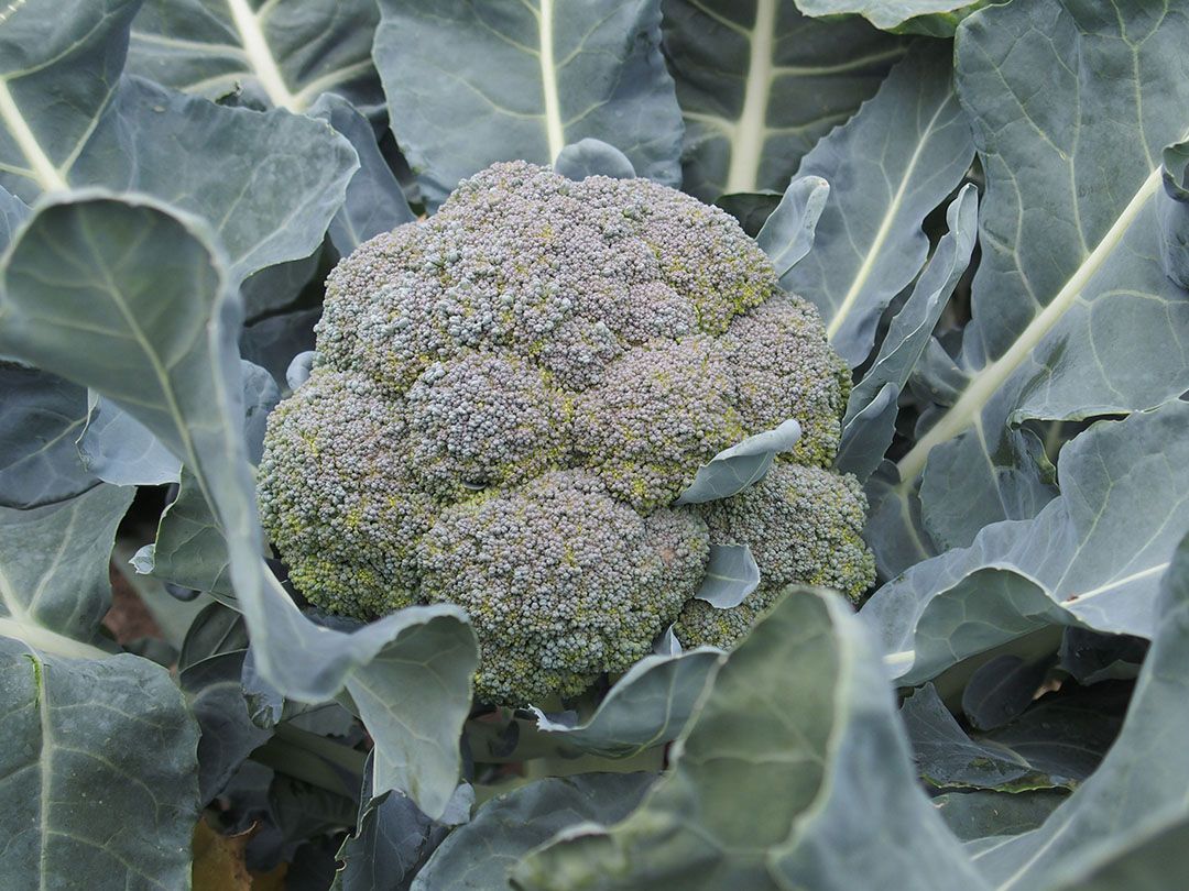Broccolischermen. - Foto: Stan Verstegen