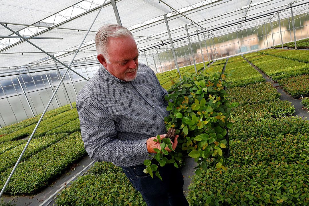 'Blauwe bessen- en plantenkwekerij is een goede combi'. - Foto: Bert Jansen