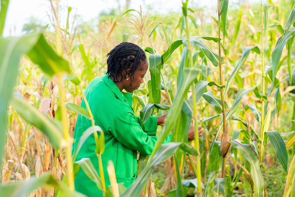 Gates wijst naar Afrika – het werelddeel met de laagste arbeidskosten, waar het desondanks niet lukt profijt te hebben van hogere prijzen voor landbouwproducten op de wereldmarkt. Foto: Canva