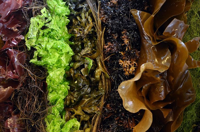 Er bestaan duizenden soorten zeewier, waarvan er enkele honderden eetbaar zijn. Foto: ANP