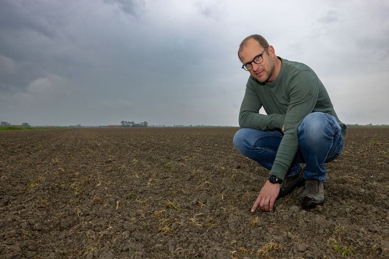 Nederlandse quinoa