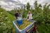 Peren plukken op archiefbeeld. Foto: Peter Roek