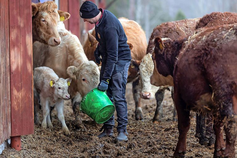 In Zweden zijn diverse manieren getest om de methaanremmer Asparagopsis te voeren aan rundvee. - Foto: Chris McCullough