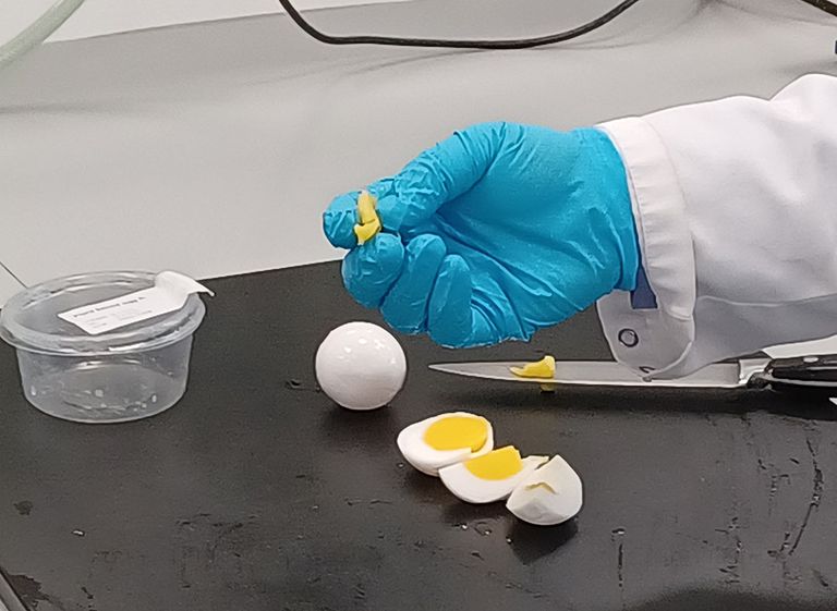 Op het oog niet van een echt kippenei te onderscheiden: een hardgekookt ei gemaakt van aardappeleiwit, in het lab van Avebe in Groningen. - Foto: Johan Oppewal