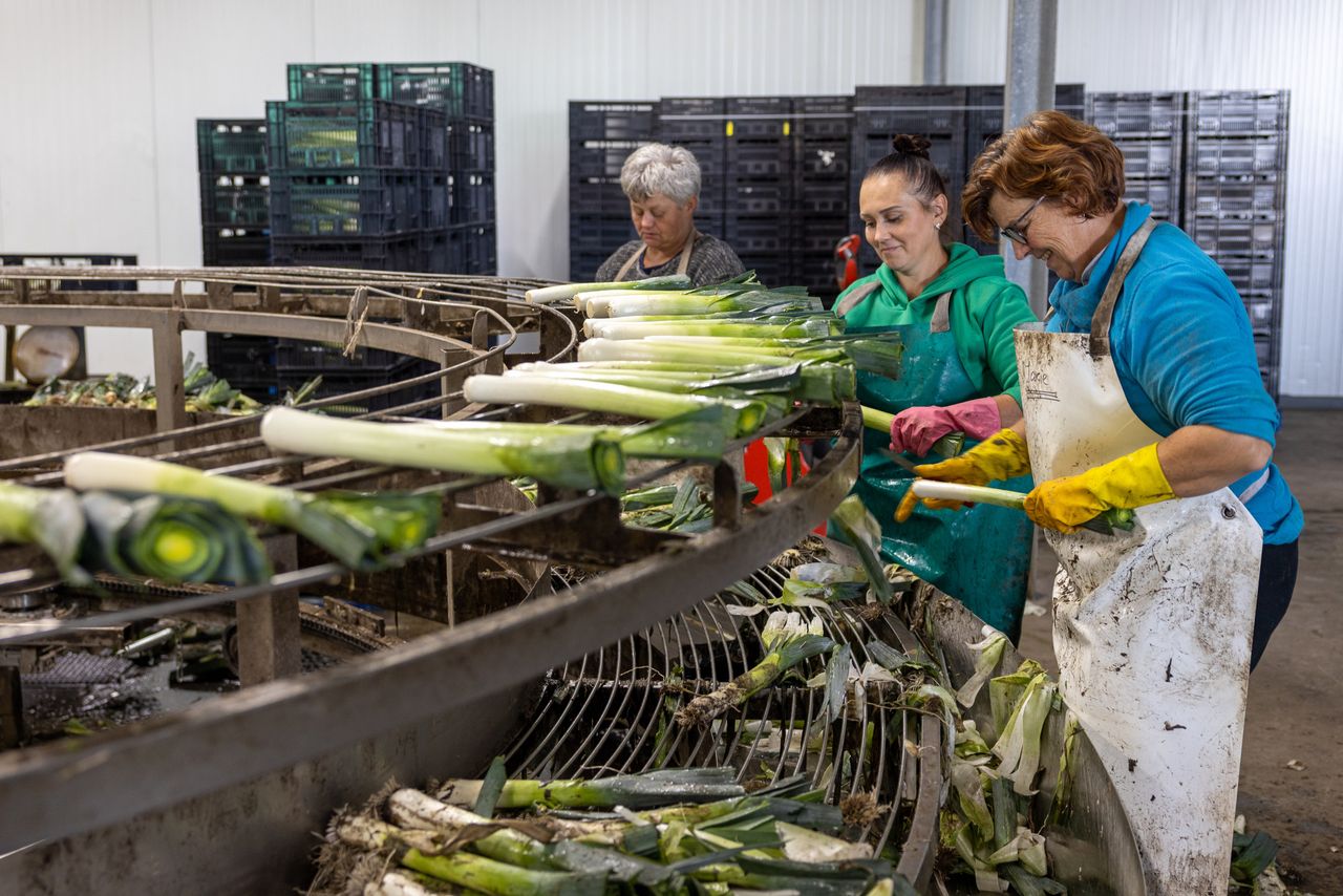 Echt vlotten wil de prijsvorming voor prei nog steeds niet. Foto: Peter Roek