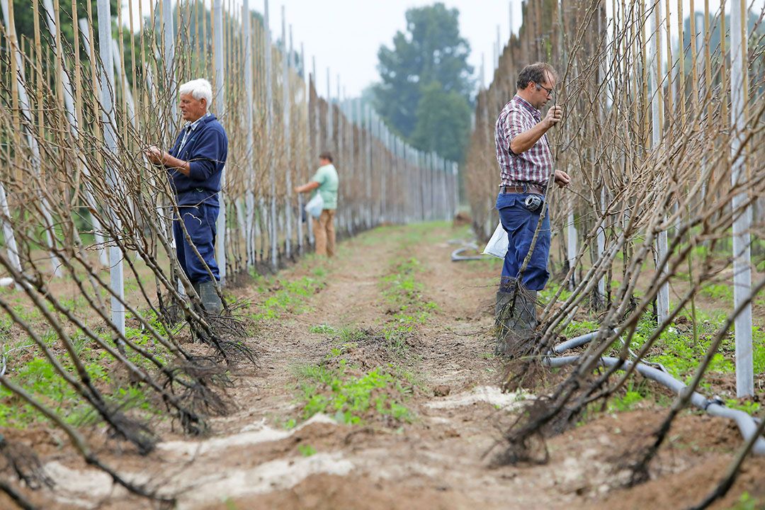 Terwijl sommige telers nog aanplanten, zien anderen juist heil in een rooiregeling.- Foto VidiPhoto