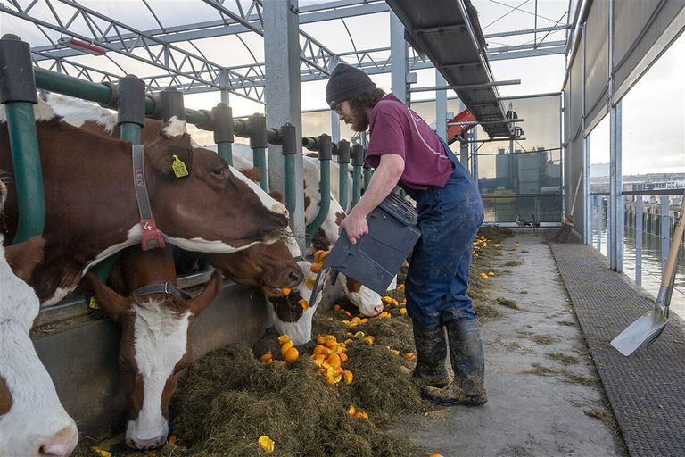Melkvee op de 'Floating Farm' in Rotterdam krijgt reststromen uit supermarkten bijgevoerd. - Foto: ANP