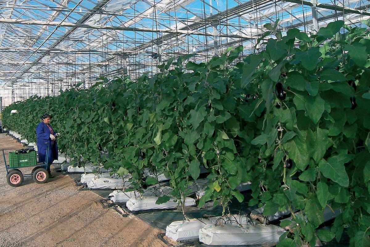 Aubergines brachten in tegenstelling tot tomaten en paprika meer op dan vorig jaar. – Foto: Groenten & Fruit