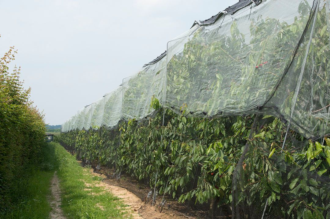 Kersenbomen lenen zich voor agroforestry. - Foto: Marcel van Hoorn