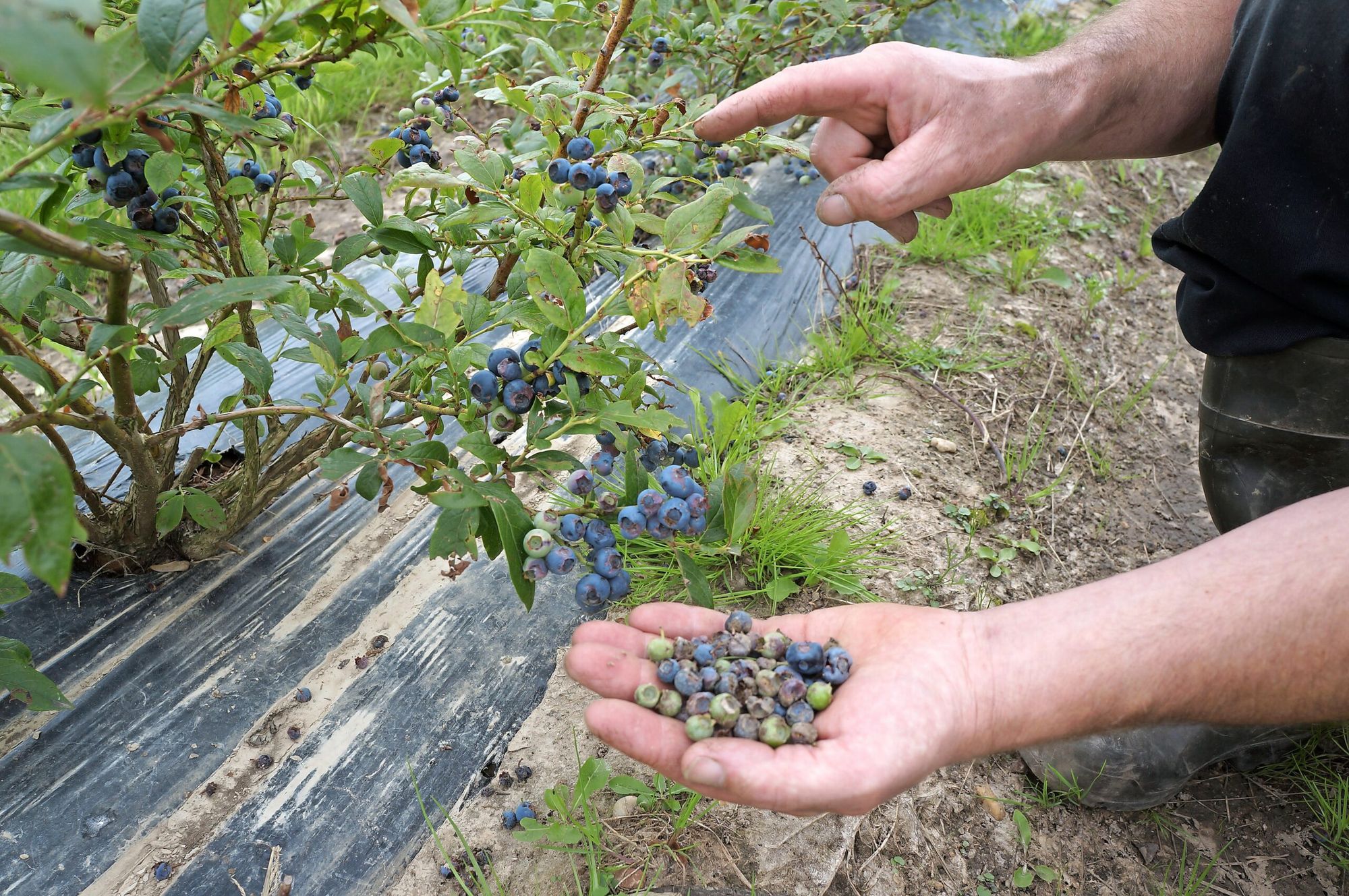 Blauwe bes een forse stijger in exportwaarde, van doorvoer en eigen productie - Foto: Joost Stallen