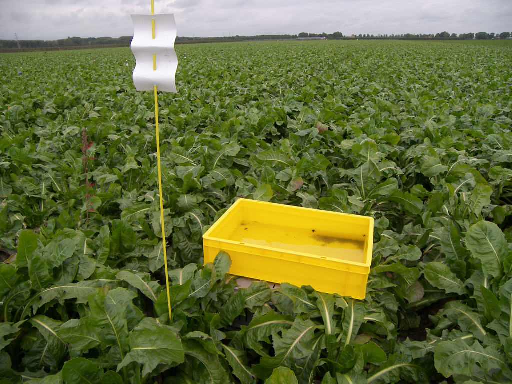 Gele vangbakken voldoen goed om witlofmineervlieg waar te nemen (foto: Stan Verstegen).