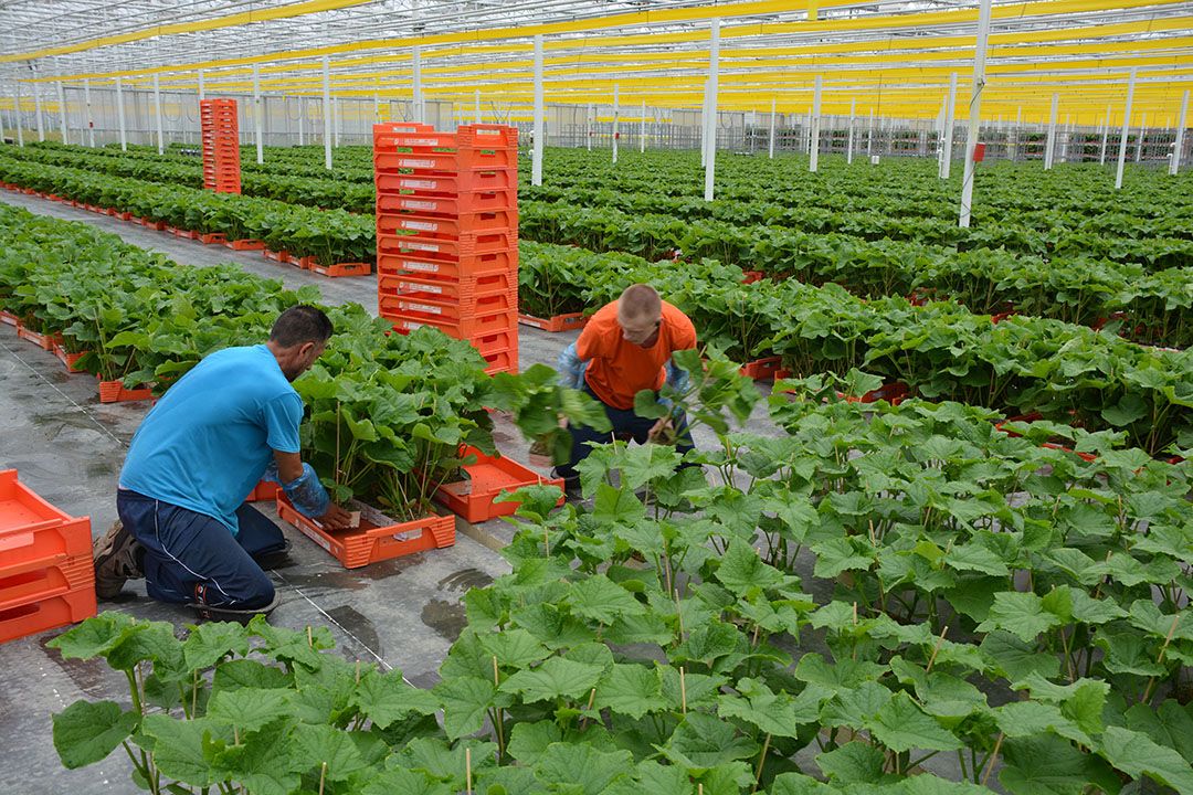 Plantise levert dit jaar voor het laatst groenteplanten. Foto: Peter Visser