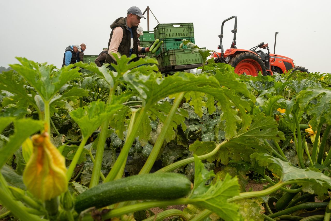 Oogst courgette. Foto: Twan Wiermans