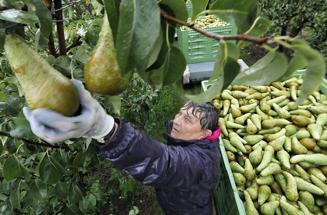 Oogst van peren in de stromende regen. - Foto: Vidiphoto
