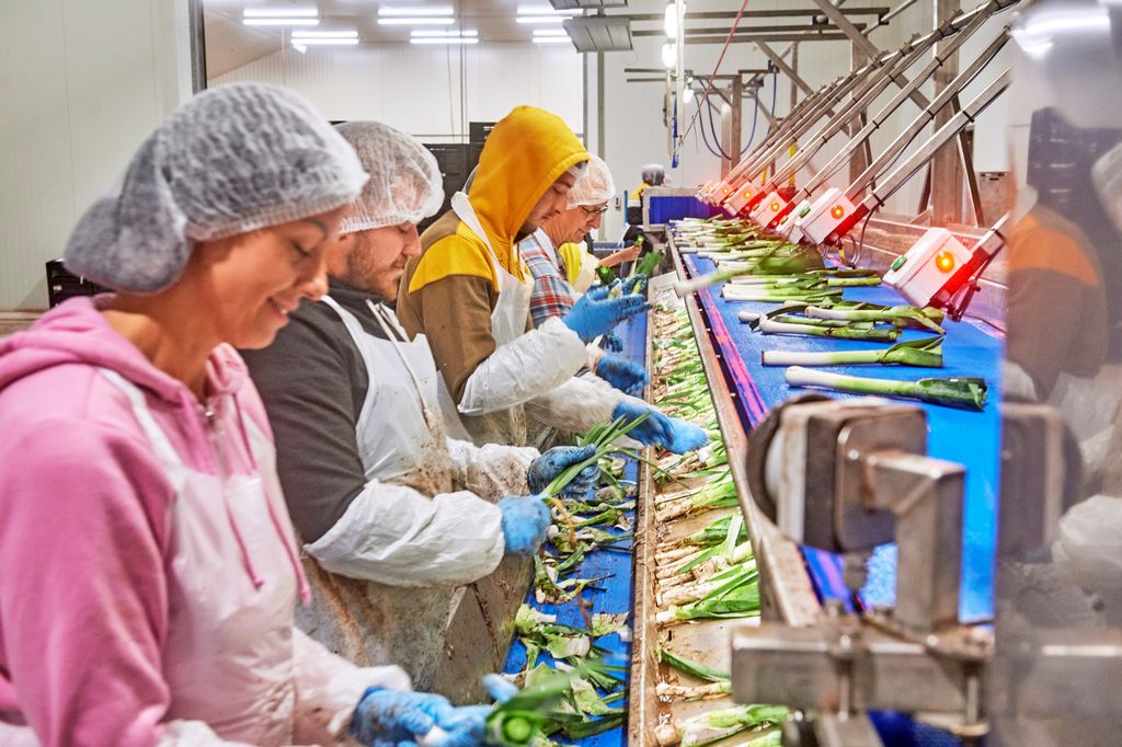 De eerlijke kostprijs voor prei is volgens ZLTO € 0,55 per kilo. Foto: Van Assendelft Fotografie