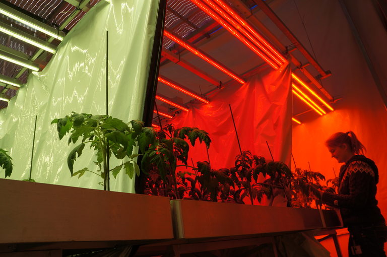 Wageningen UR onderzocht al eerder de invloed van verschillende golflengten licht op de ontwikkeling en assimilatie van tomatenplanten.<br />Foto: Gerard Boonekamp