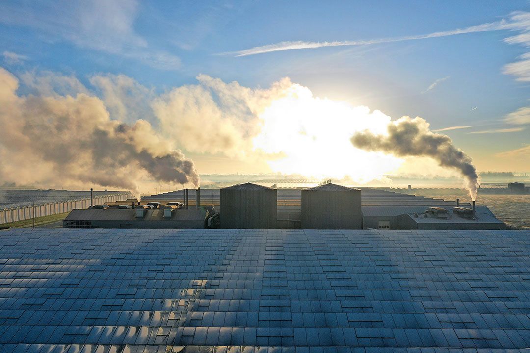 Kwekers en telers in het kassengebied NEXTgarden met collectieve verwarming. Foto: Vidiphoto