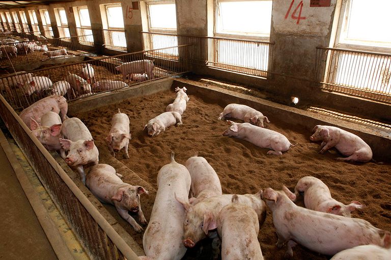 Varkensstallen in China - Foto: Henk Riswick