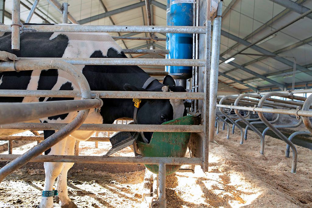 Koe in krachtvoerbox. Food & Agribusiness organiseert 4 juni het webinar: 'Gezond koeien voeren met minder eiwit: hoe doe je dat?' Foto: Hans Prinsen