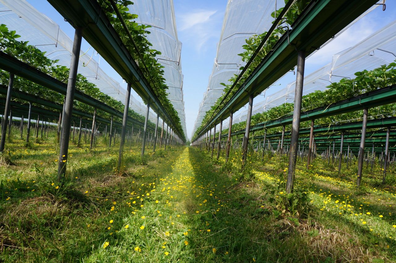 Biologisch trips bestrijden in doordragers lukt