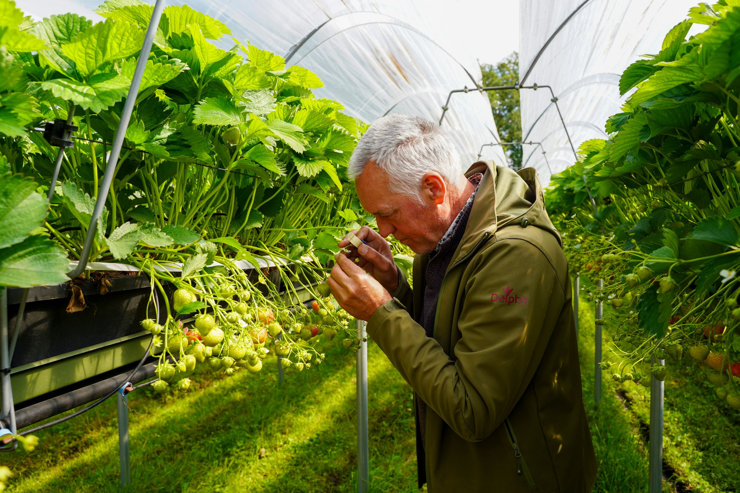 Harrie Pijnenburg van Delphy controleert half juni een perceel aardbeien op trips en spint bij het bedrijf Buiks in Rijsbergen (N-Br.). Door de relatief lage voorjaarstemperaturen is de druk van beide plagen nog relatief laag. “Toch blijft regelmatige controle noodzakelijk; besmettingen kunnen immers ook uit plantmateriaal komen’’, zo vraagt ook meeldauw (weer) alle aandacht. ,,Met dit kletsnatte voorjaar is de meeldauw hét grote de ziekte onder controle te houden.’’