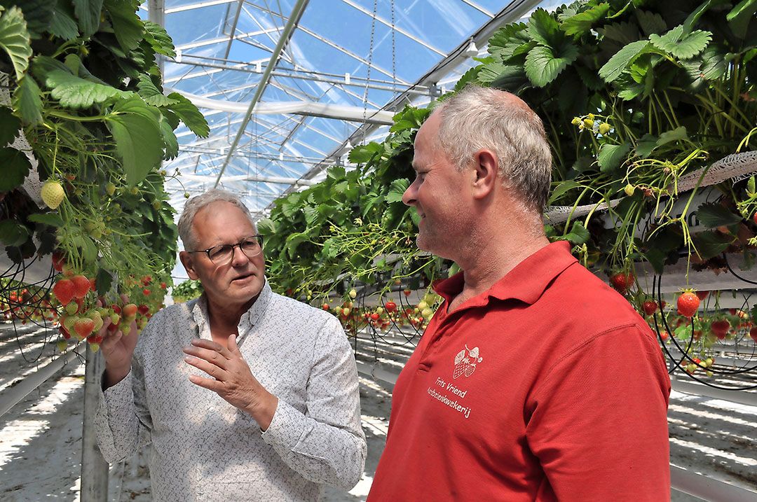 Jan Robben (links) adviseert aardbeienteler Frits Vriend. - Foto: Bernadette Kroon