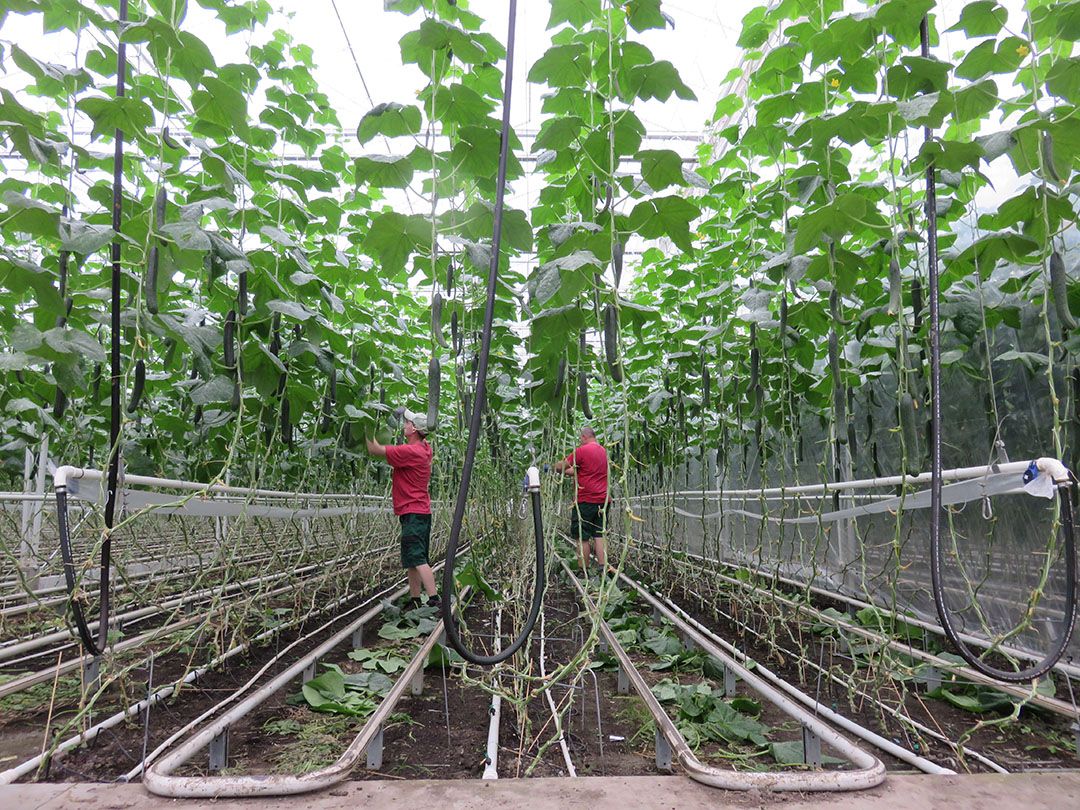 Het Duiste biologisch groentebedrijf Westhof. Is het einde van bio als gentech-vrije sector aanstande? Foto: Ton van der Scheer