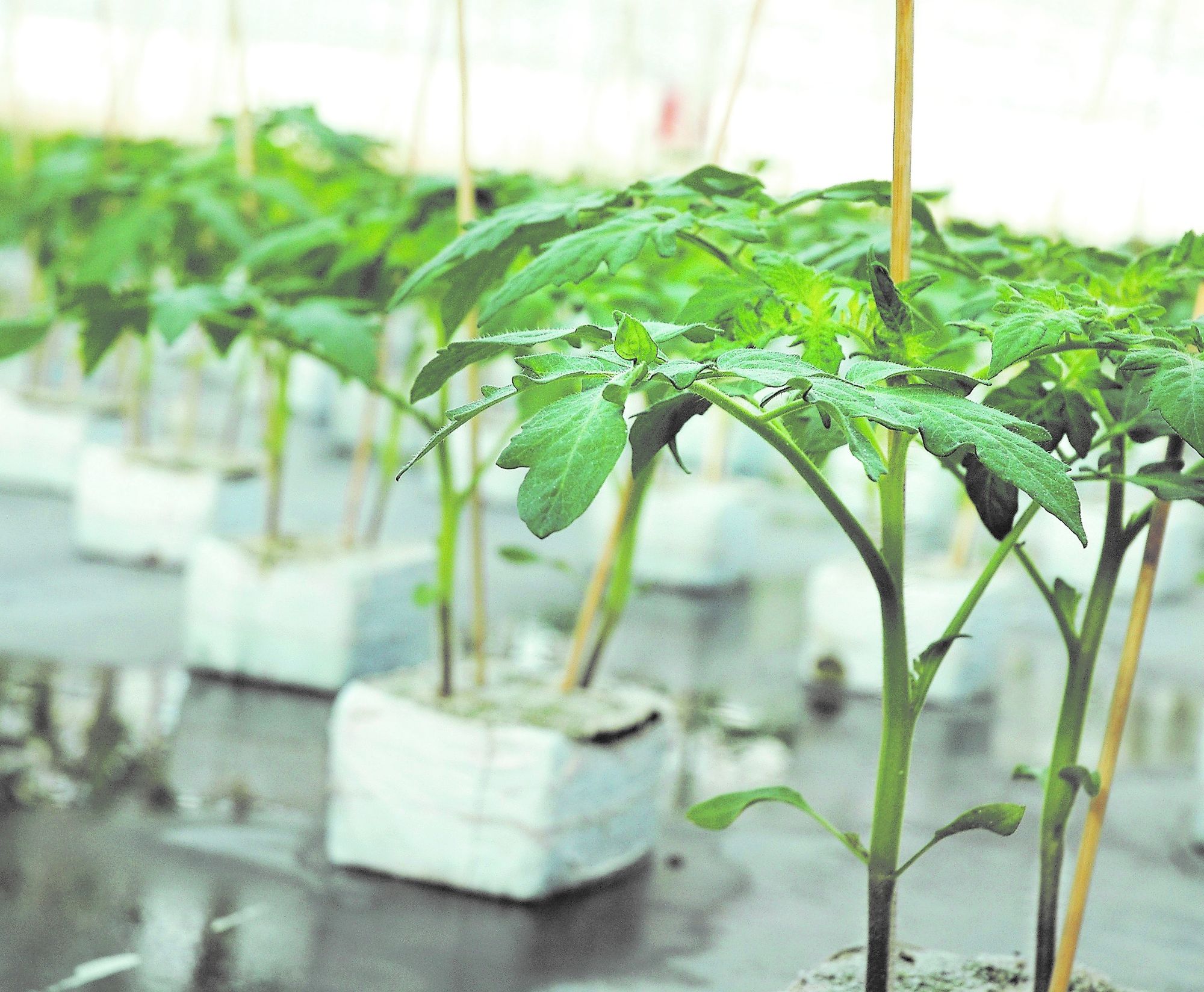 Opkweek tomatenplant bij Van der Lugt. - Archieffoto G&F