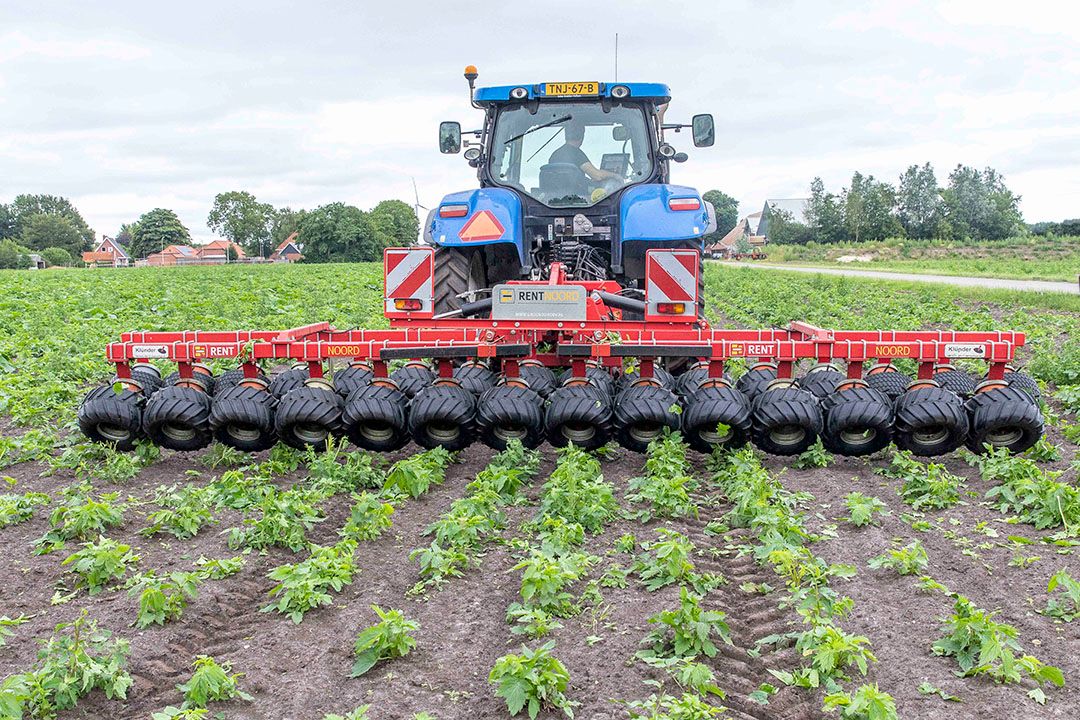 Op een biologisch akkerbouwbedrijf verwijdert een medewerker met een onkruidplukker overgebleven onkruiden uit een gewas valeriaan. - Foto: Koos van der Spek