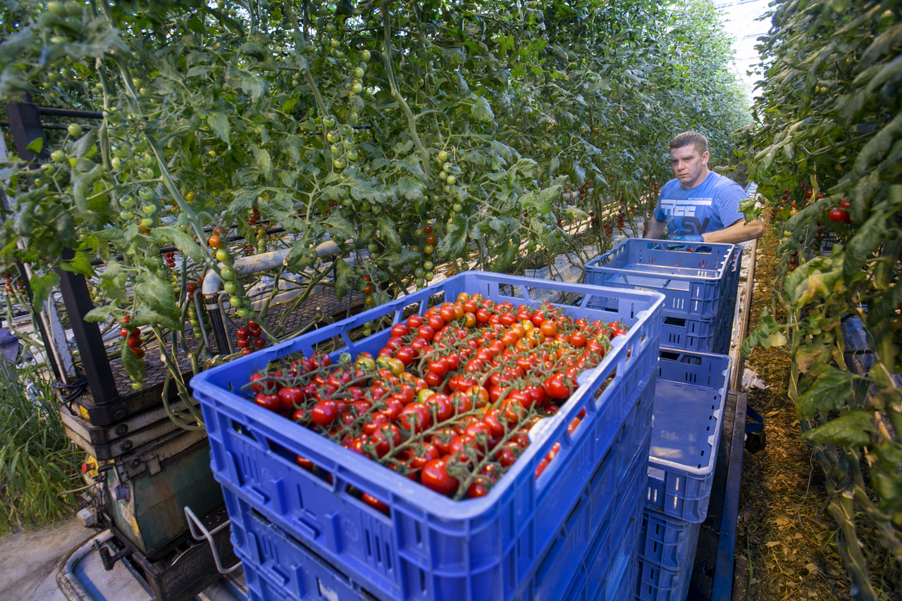 Roel Dijkstra  - archieffoto tomatenpluk