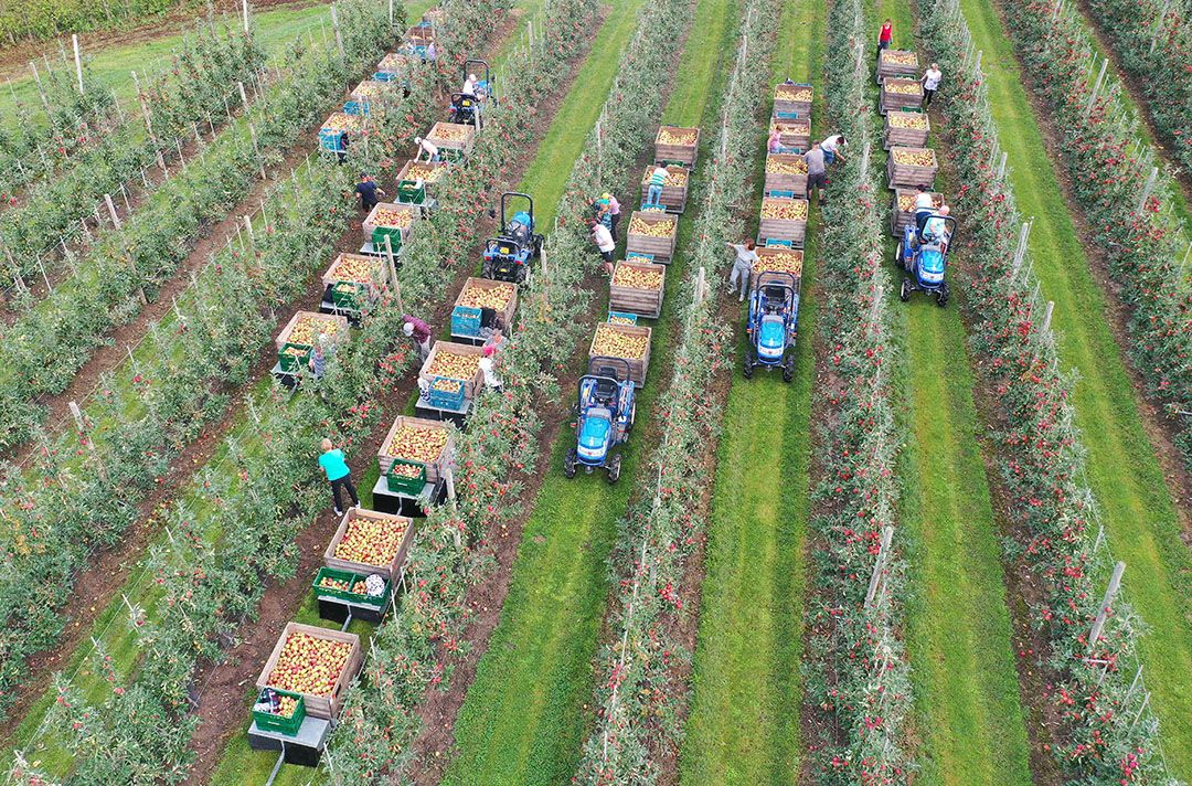 Oogst van Elstar-variant Elrosa bij fruitteler Berend-Jan van Westreenen uit Echteld. - Foto: Vidiphoto