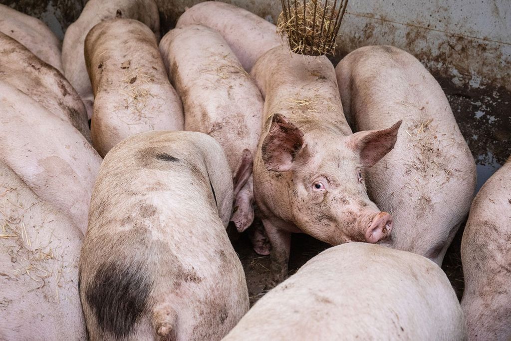 De afvoer van varkens stagneert vanwege tijdelijke sluiting van een aantal slachthuizen door corona onder de werknemers.- Foto: Herbert Wiggerman