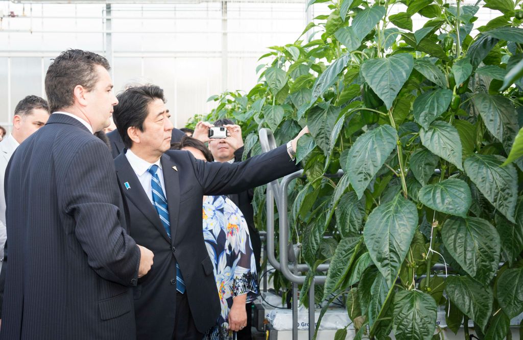 Archieffoto van een eerder bezoek van de Japanse premier ShinzM Abe aan Nederlandse kassen. Japan wil leren van de Nederlandse tuinbouw en afzet. - Foto: ANP