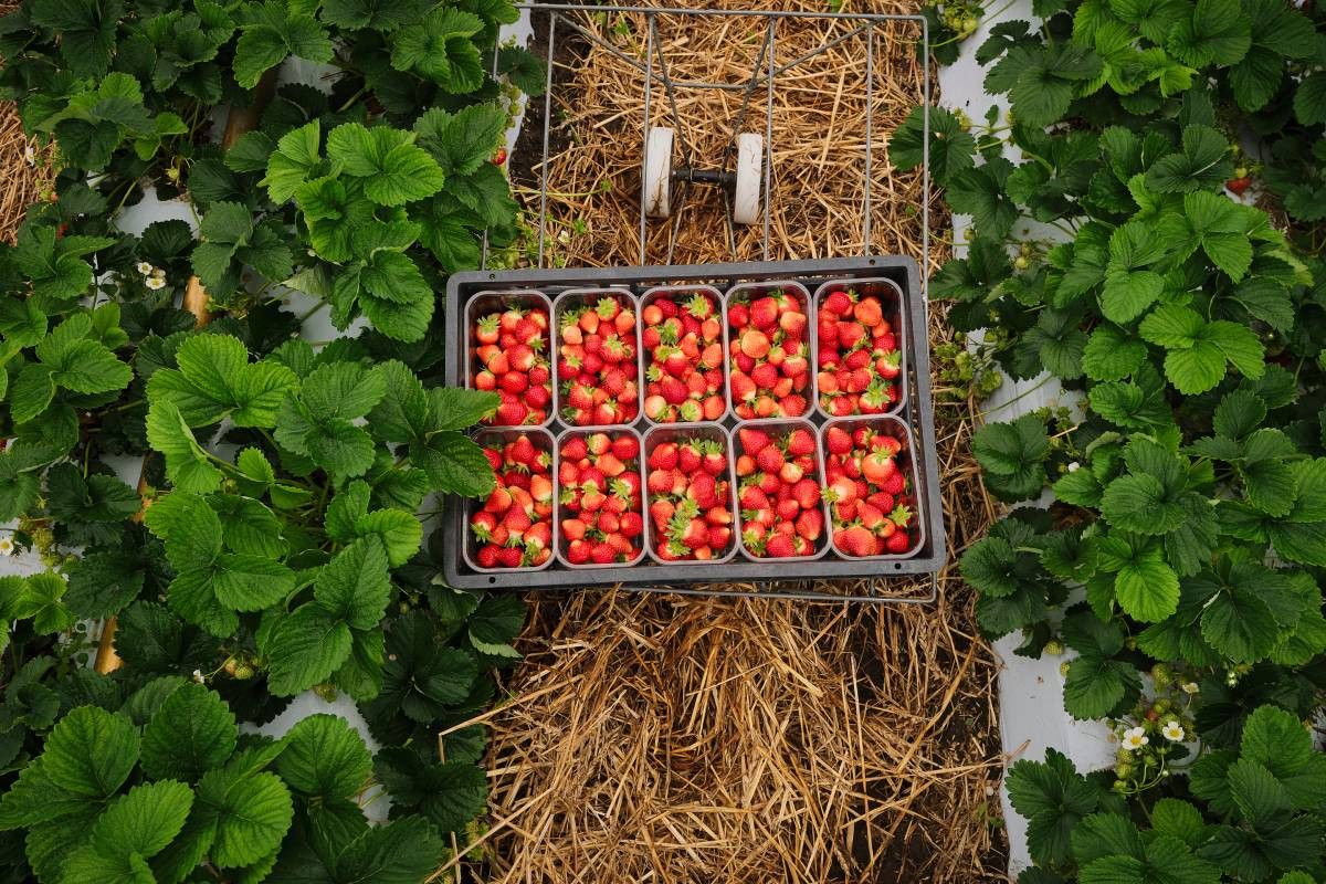 Nederland leverde in 2024 13,1 miljoen kilo aardbeien aan Duitsland. Foto: Roel Dijkstra