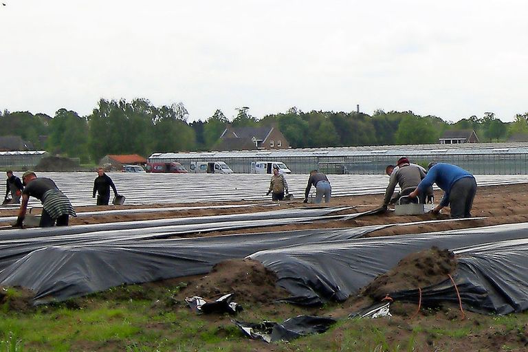 Archiefbeeld van aspergeoogst door arbeidsmigranten. - Foto: Ton van der Scheer