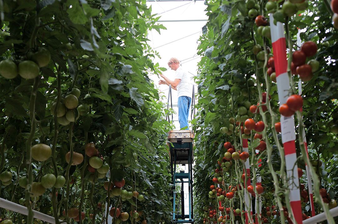 Archieffoto tomaten